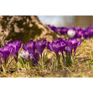 Krokus (Crocus vernus) ´REMEMBRANCE´ - 2-3 cibuľky v kvetináči, kont. P11